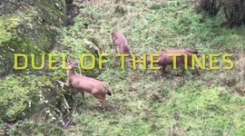 Duel Of The Tines. Local Deer battle it out for galactic supremacy