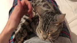 If Eyes Could Kill! Ella the Bengal Cat's eyes are green with envy