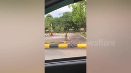 Monitor lizards duke it out in parking lot in Malaysia