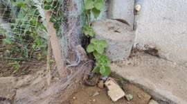 Indian snake rescuer frees 4 foot long cobra entangled in fishing net entangled