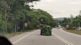 Car driver carrying banana trees on road in Malaysia
