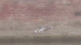 Evil seagul murders pigeon then cackles in joy, to claim the kill *Graphic Warning*