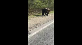 A wild bear on the road asks for food