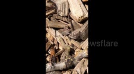 Speedy brown Inch worm racing along setting a pace was noticed by children playing in the park