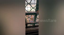 That's some scary s***! Tiger stares at man through toilet window at zoo in China