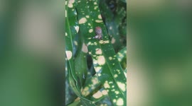 Creepy zombie snail with flashing horns found crawling in garden in Myanmar