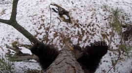 Grizzly bear finds remote camera and tries to eat it