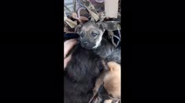 Ukrainian  soldiers filmed a touching video in which three puppies cover a cat with newborn kittens