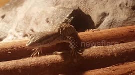 Two small Lizards were enjoying the sand and had a run around the enclosure