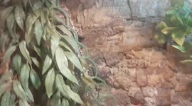 Lizard was climbing up and slid down as it lost its grip with its Sharp claws