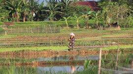 The activity of farmers planting rice in the fields in the afternoon. This moment is important to capture