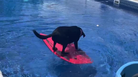 Clever Labrador uses bodyboard to retrieve ball from swimming pool