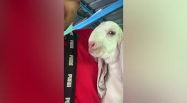 Pet goat amuses owner with strange noises resembling baby