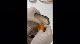 'RELAXING footage of farmer extracting pearls from an oyster '