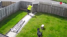 Beware of the dog! Amazon driver runs from large pooch dropping package