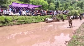 Dozens of bulls charge through muddy stretch during traditional race in Jammu and Kashmir