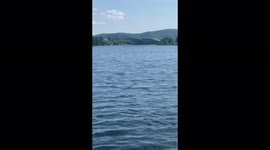 15 year old black lab goes everywhere with his Dad