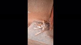 A clever dog in Africa, we should from this dog to help each other.