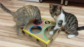 YouTuber shows how to make neat cardboard toy for your cats