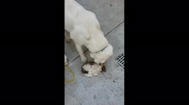 Labrador Pees on Puppy