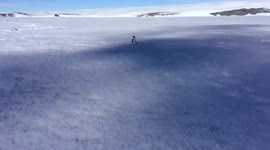 An angry penguin stands alone in the middle of Antarctica