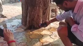 Water stream springs out of Sheesham tree in central India