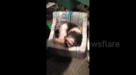 Dog Doesn't Want to Be Pet