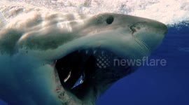 Photographer captures stunning close-up of great white shark's razor-sharp teeth