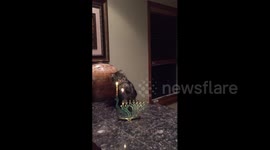 Cat Puts Out Candle With Paw