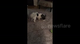 Dog Pokes Head In Bowl