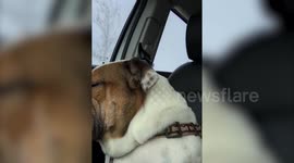 Dog Can't Stay Awake