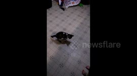 Kitten Walks in Socks