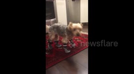 Dog Walks In Booties