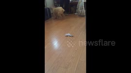 Dog Plays With Sock