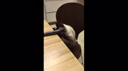 temp
