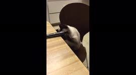 Cat Plays With Knife