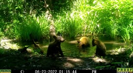 Cubs watch on as mother bear cools herself off in pool in Idaho