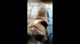 Bulldog Growls For Treat