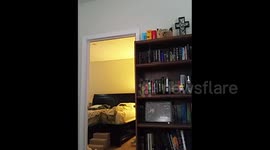 Dog Growls at Nothing