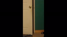 Dog Peeks In Doorway