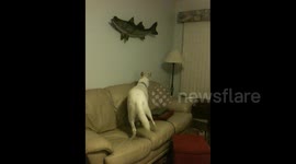 Dog Afraid of Fish On Wall