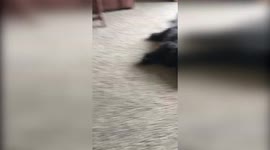 Dog Eats Pot Brownie