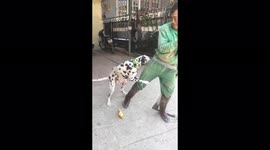 Adorably needy Dalmatian hugs man's leg to stop him going to work