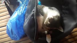 She wants to tag along