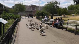 Geese With Their Chicks In Buckingham Palaces St James Park Travel In Huge Packs For Protection