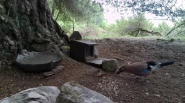 A couple of juvenile Jays having a chat and a feed together.