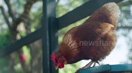 Local heroes: The power of chicken in helping people in need