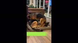 Two German Shepherds Having a Hard Time Fitting in One Dog Bed
