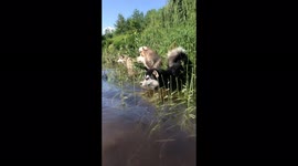 Our Alaskan Malamutes  Don't Panic Swim Swim Swim the river swollen by recent heavy rain