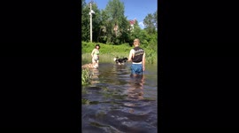 Our Alaskan Malamutes are natural swimmers they couldn't wait to have a paddle in the river